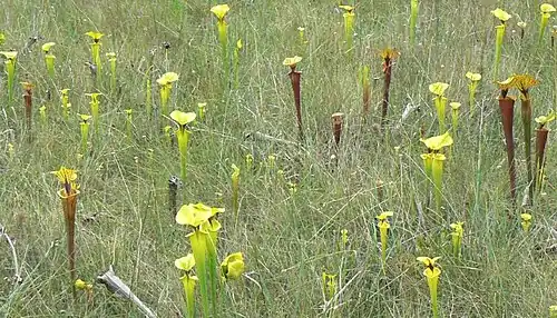 A "pitcherplant meadow" in the Florida panhandle, with mixed varieties of Sarracenia flava: var. rugelii, var. ornata, and var. rubricorpora