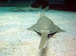 Sawfish
