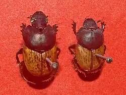 Onthophagus vacca