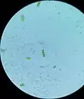 Scenedesmaceae under a light microscope