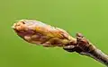Leaf bud in development.