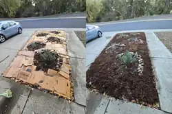 To the left, a panel showing five plants separated by a layer of torn-up cardboard panels. To the right, a layer of redwood bark mulch has been added to cover the cardboard.