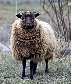 A small, brown Shetland sheep with small horns