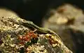 Alborz lizard