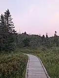 The boardwalk at Sifton Bog in London Ontario at sunset