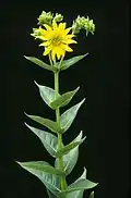 Silphium integrifolium (rosinweed) flowers