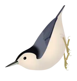 White-breasted nuthatch (S. carolinensis)