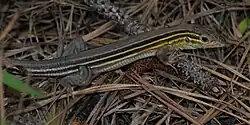 Six-lined racerunner (Aspidoscelis sexlineatus), in situ, Hardin County, Texas (April 2020).