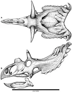 Drawing of a dinosaur skull withy many horns from above and the side
