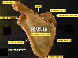 Scapula. Posterior face.