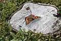 Small tortoiseshell butterfly in a garden at Sharptor