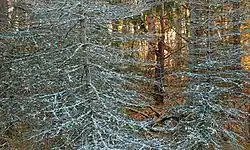 Dead spruces that have succumbed to Cytospora canker found in McIntyre Wild Area, Loyalsock State Forest, Lycoming County, Pennsylvania. Resin oozes from the cankers, solidifying into a thick, whitish mass resembling snow or hoar frost.