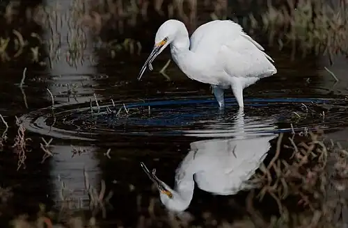 Snowy egret clamps a crab amongst pickleweed in California