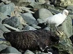 Snowy sheathbill walks by an Antarctic fur seal, at Cooper Bay, South Georgia