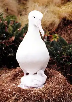 Adult with chick on mound nest on Campbell Island