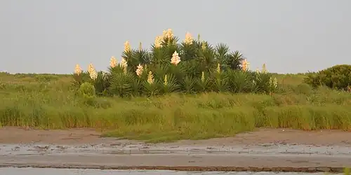 Spanish Dager (Yucca sp.) catching the last rays before sunset at Sea Rim State Park.