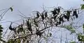 Spectacled Flying Foxes roosting during heat of the day