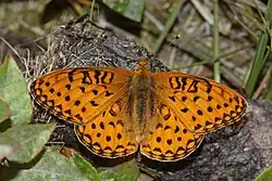 The Mormon fritillary, a butterfly that undergoes a natural gender transition from male to female.