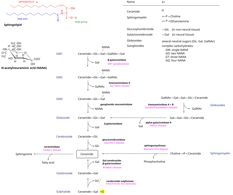 Sphingolipidoses