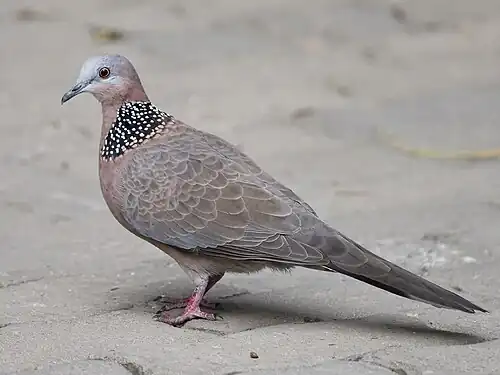 S. c. chinensis Zhengzhou, China