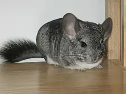 A typical domestic chinchilla.
