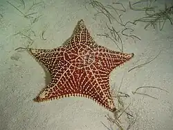 A starfish against a neutral background