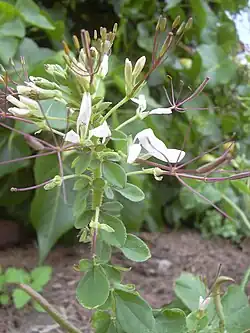 Plant with inflorescence of white flowers