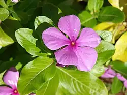 Catharanthus roseus contains monoterpenoid indole alkaloids such as vincristine