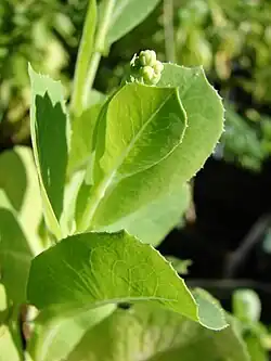 photo of lettuce stems