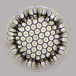 A diatom microfossil from 40 million years ago