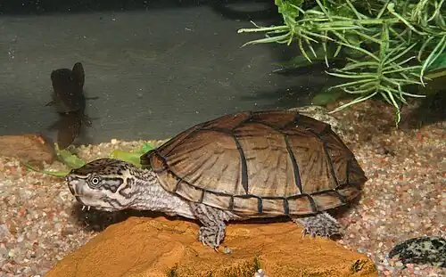 Hybrid with the eastern musk turtle
