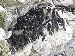 Common guillemots, Stora Karlsö