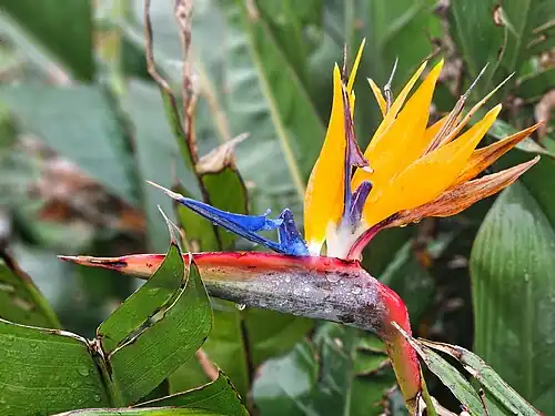 Strelitzia reginae Banks, Azores
