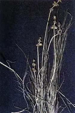 Stuckenia filiformis