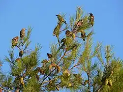 Resting on migration