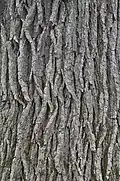 Bark