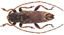 A close-up photograph of Sybra palawana, a brown beetle with six legs and long antennas. The end of the beetle’s thorax is gold and brown.