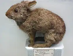 Photo of a taxidermied common tapeti