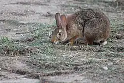 A rabbit with its nose to the ground among sparse grasses