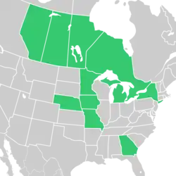 Symphyotrichum firmum native distribution: Canada — Alberta, Manitoba, Ontario, Saskatchewan; US — Georgia, Iowa, Michigan, Minnesota, Missouri, Nebraska, New York.