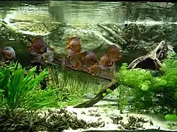 Underwater scene, with white sand at bottom and a large piece of driftwood at the right. Various green plants grow in the sand, including a large plant with wavy leaves at the left. A shoal of blue and red striped fish swims around.