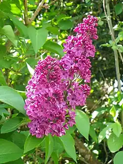 Lilac - Syringa vulgaris