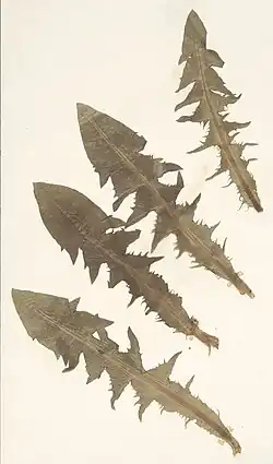 Leaf specimens