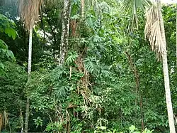 Tropical rainforest in Tabasco
