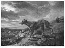 engraving of a rough-haired dog of sighthound type