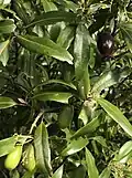 Tawa fruit ripening from green to dark purple