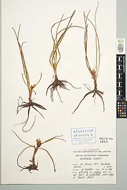 Bulbinella talbotii Te Papa herbarium specimen.