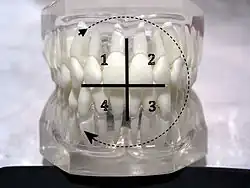 FDI notation: quadrants of the teeth