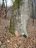 Tree marked to be cut