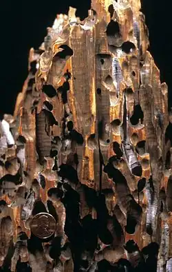 Teredolites borings in a modern wharf piling; the work of bivalves known as "shipworms".